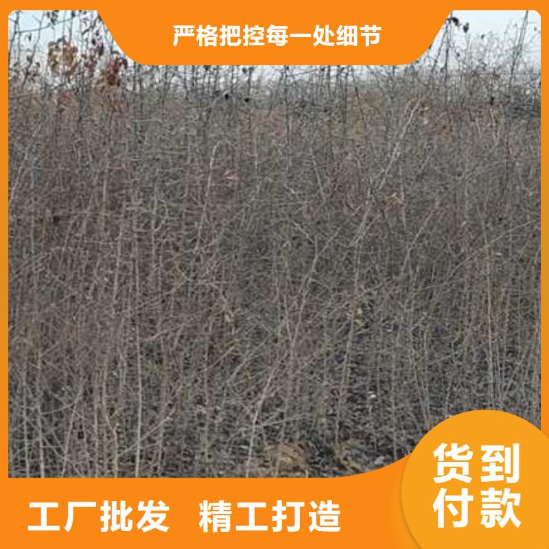 杜梨苗种植基地