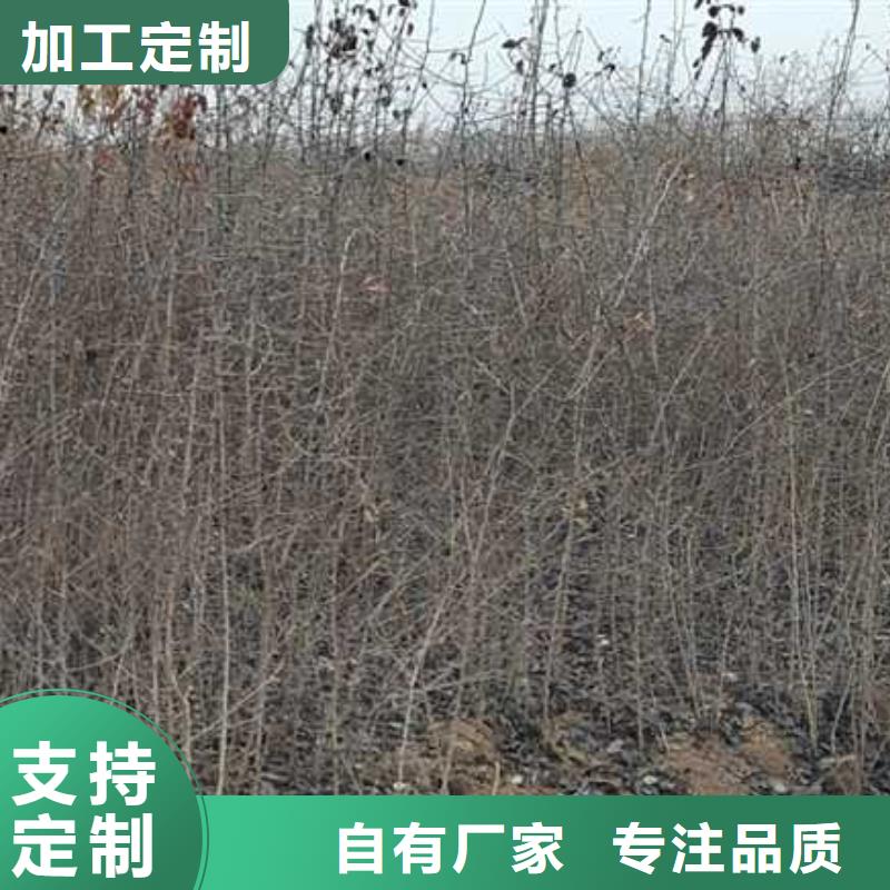 杜梨小苗种植基地