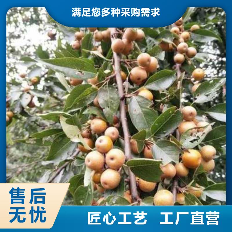 杜梨苗种植方法