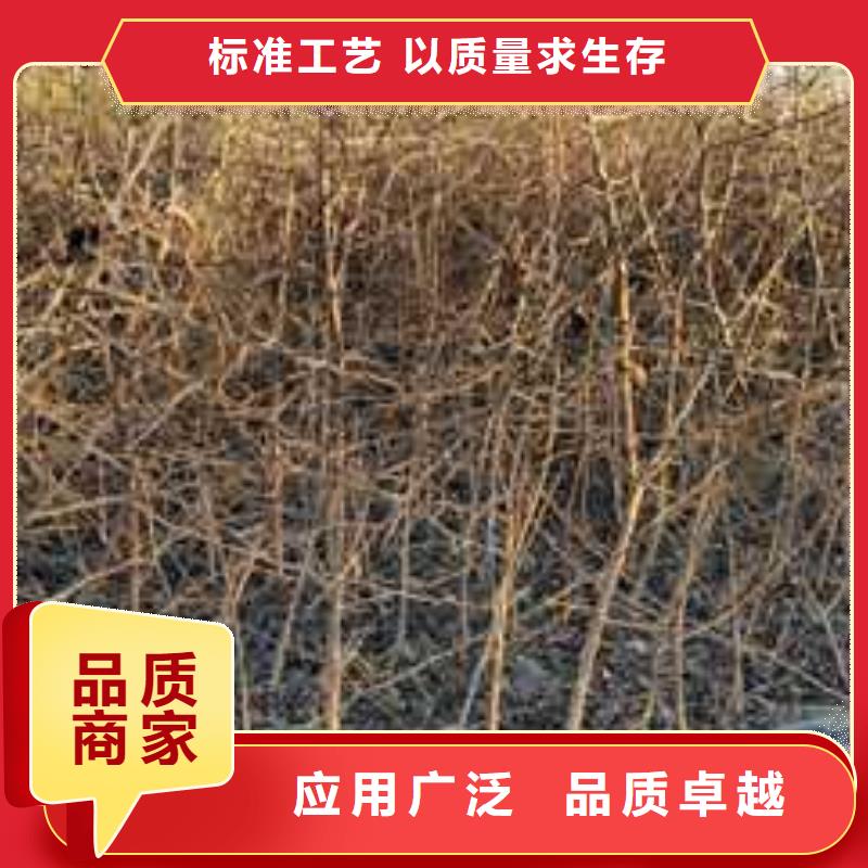 杜梨树苗种植基地