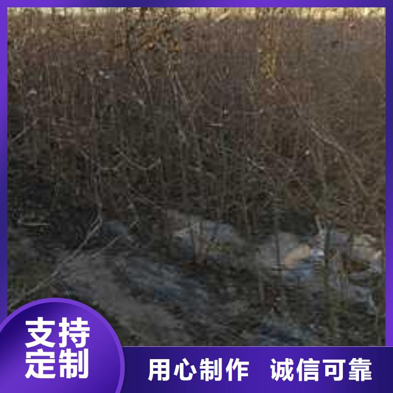 杜梨树苗批发价格