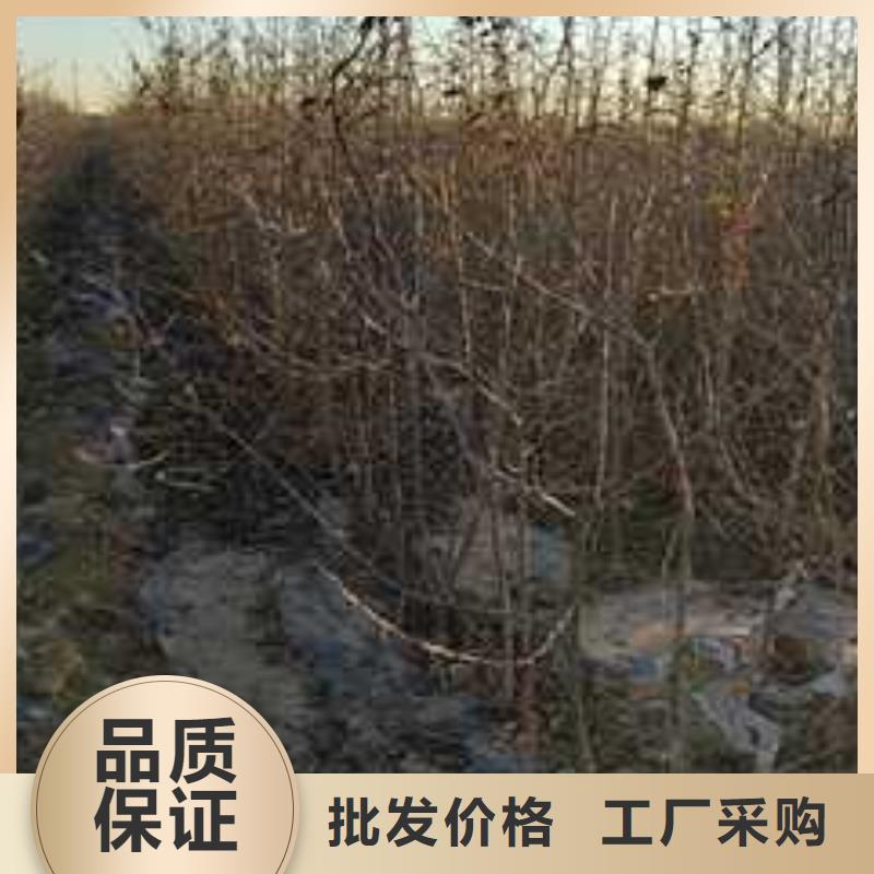 杜梨苗批发