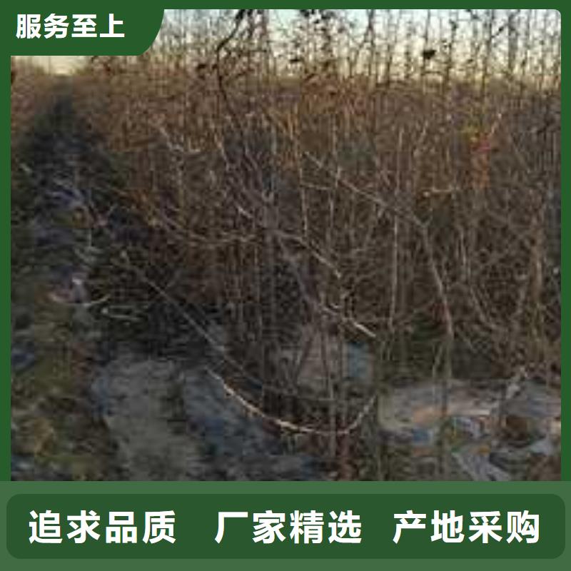 杜梨小苗种植基地