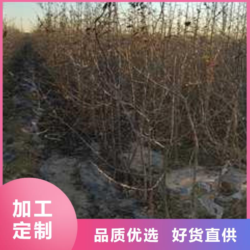 杜梨树苗原产地