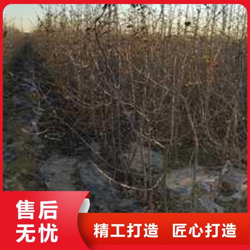 杜梨苗苗木基地