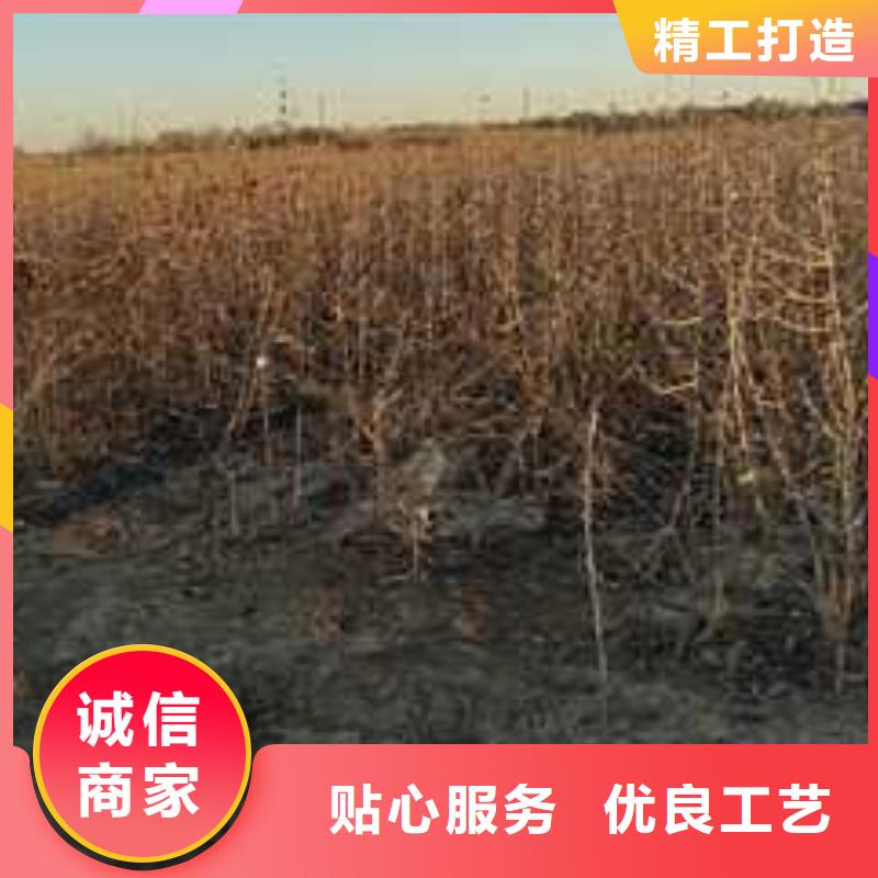 杜梨小苗种植方法