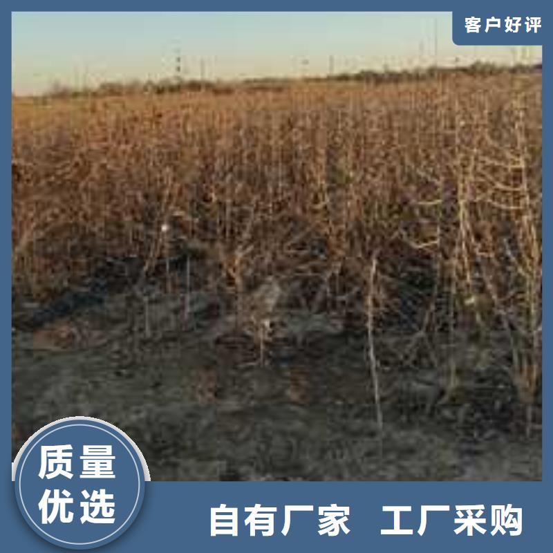 杜梨树苗种植时间