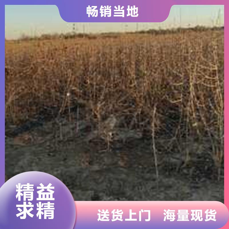 杜梨小苗种植方法