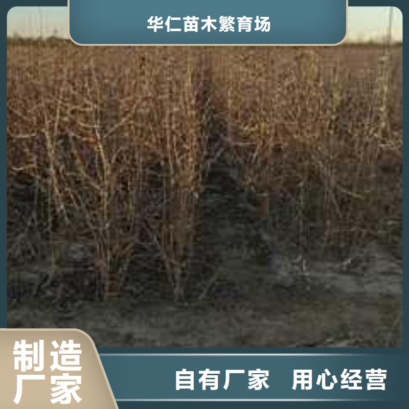 杜梨小苗种植方法