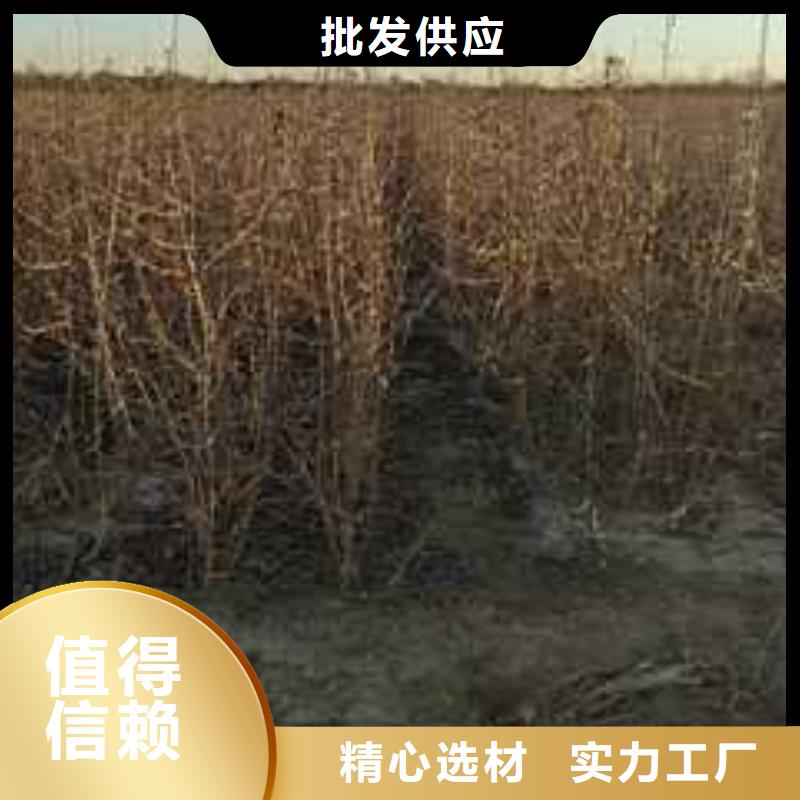 杜梨小苗种植方法