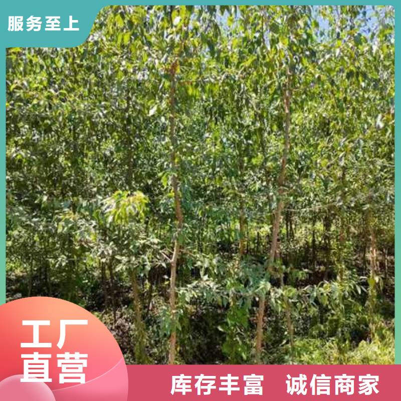 杜梨树苗报价