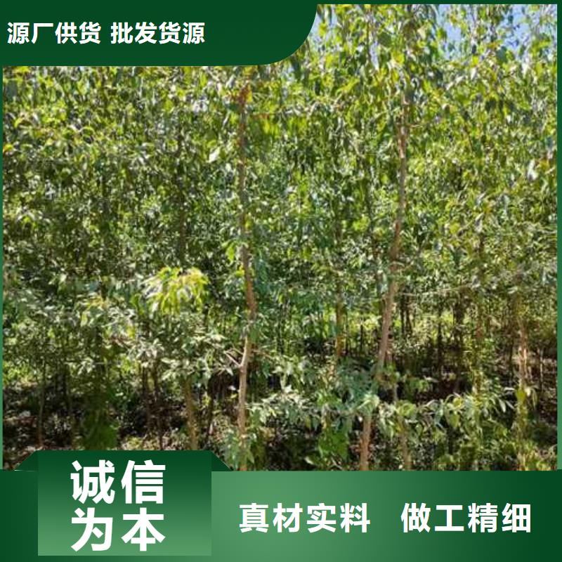 杜梨树苗一亩地种植利润