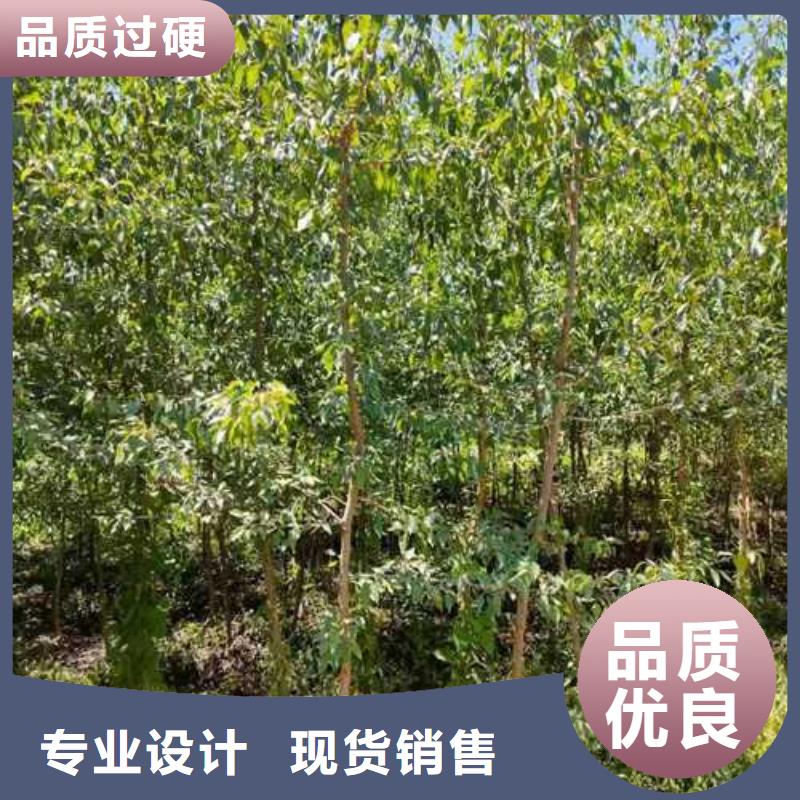 杜梨小苗苗圃基地