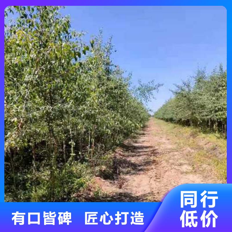 杜梨苗种植方法