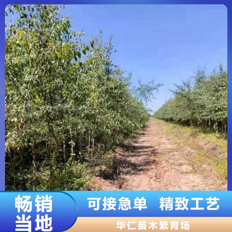 杜梨小苗种植基地