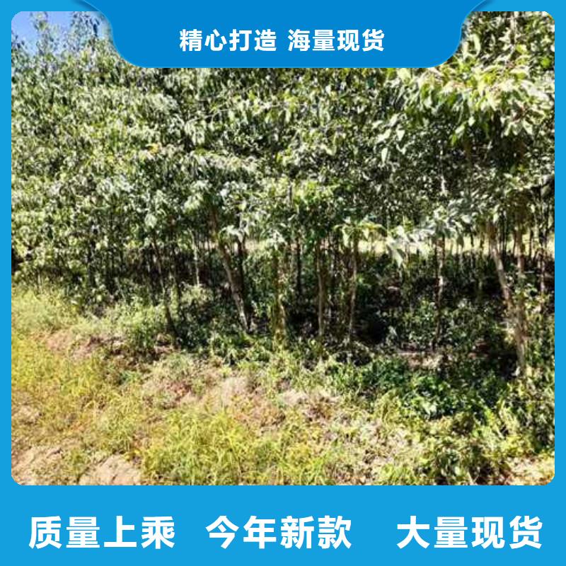 杜梨梨树苗基地价格透明