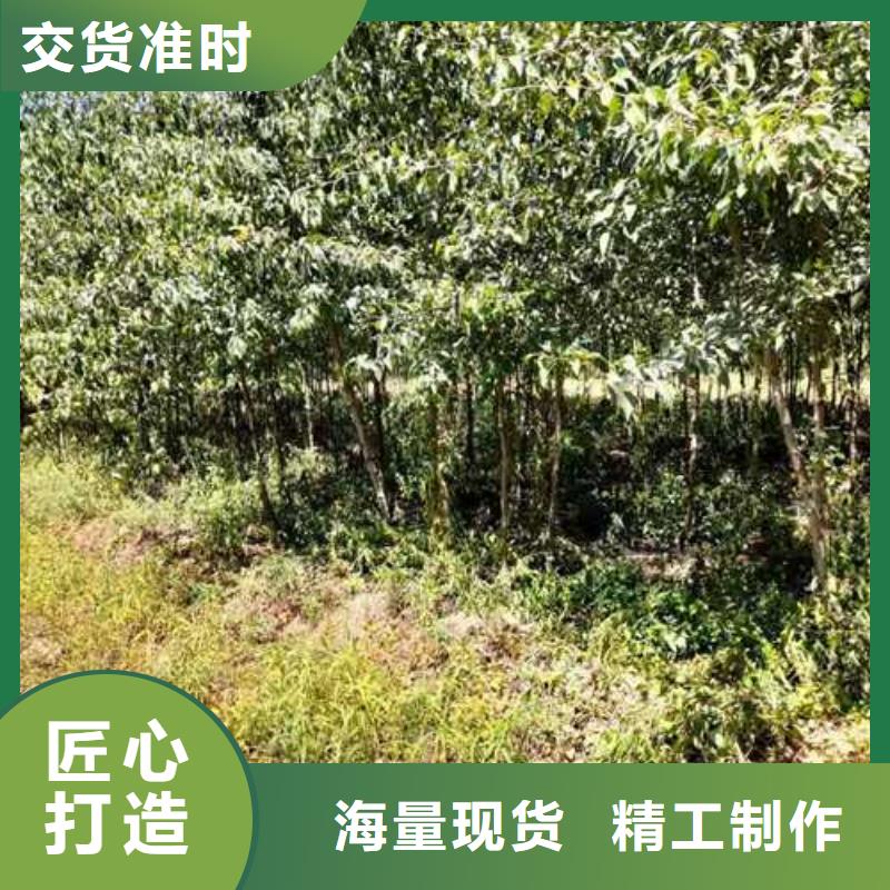 杜梨小苗种植时间