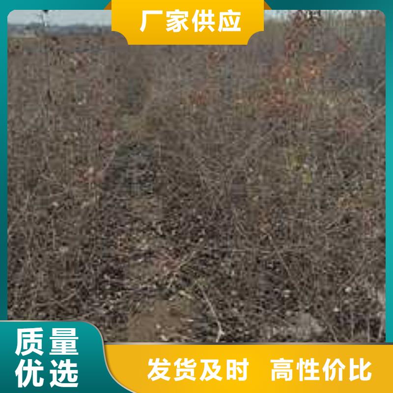 杜梨苗苗木基地