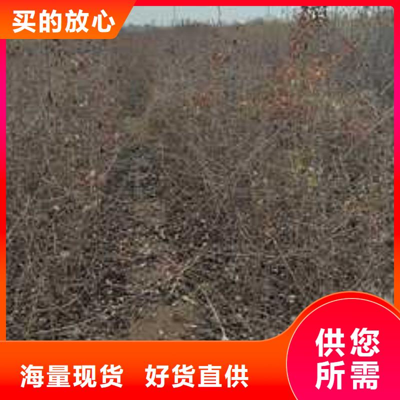 杜梨小苗种植基地