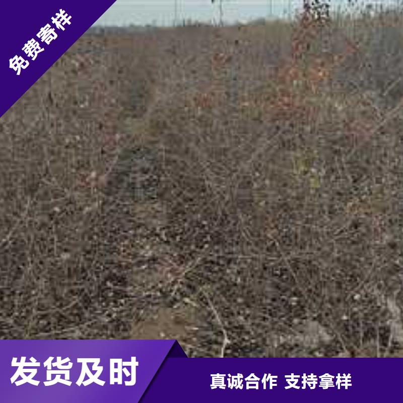 杜梨小苗基地图片