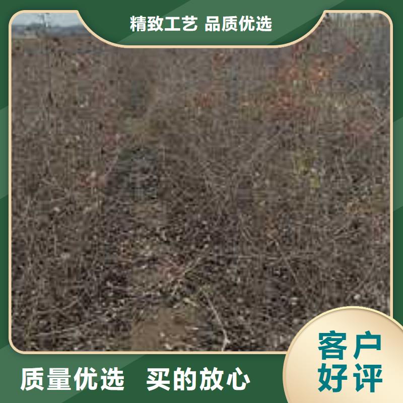 杜梨小苗生产基地