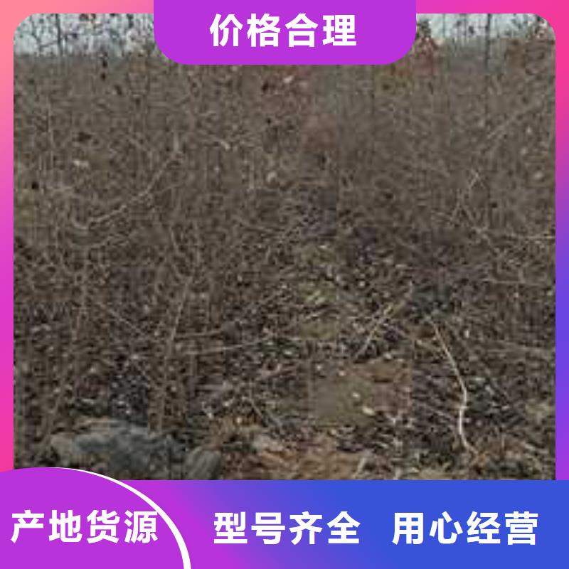 杜梨小苗怎么买