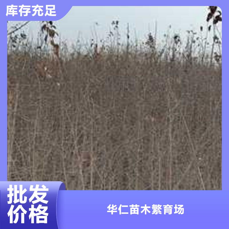 杜梨苗批发