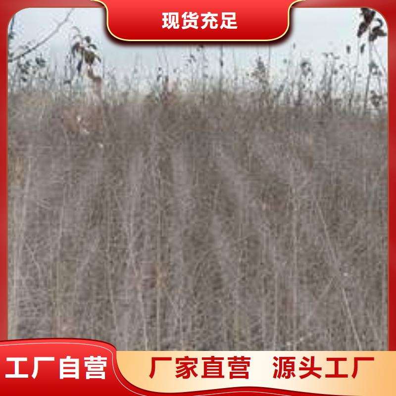 杜梨小苗种植方法