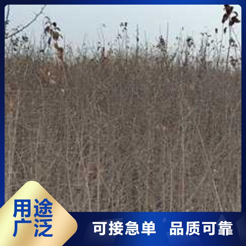 杜梨苗种植方法