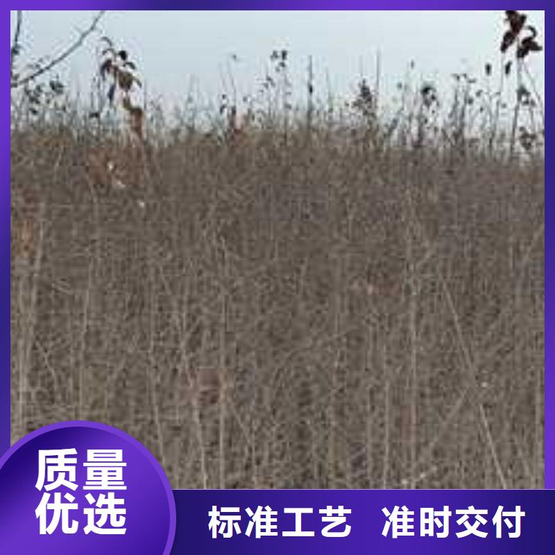 杜梨树苗一亩地需要多少株