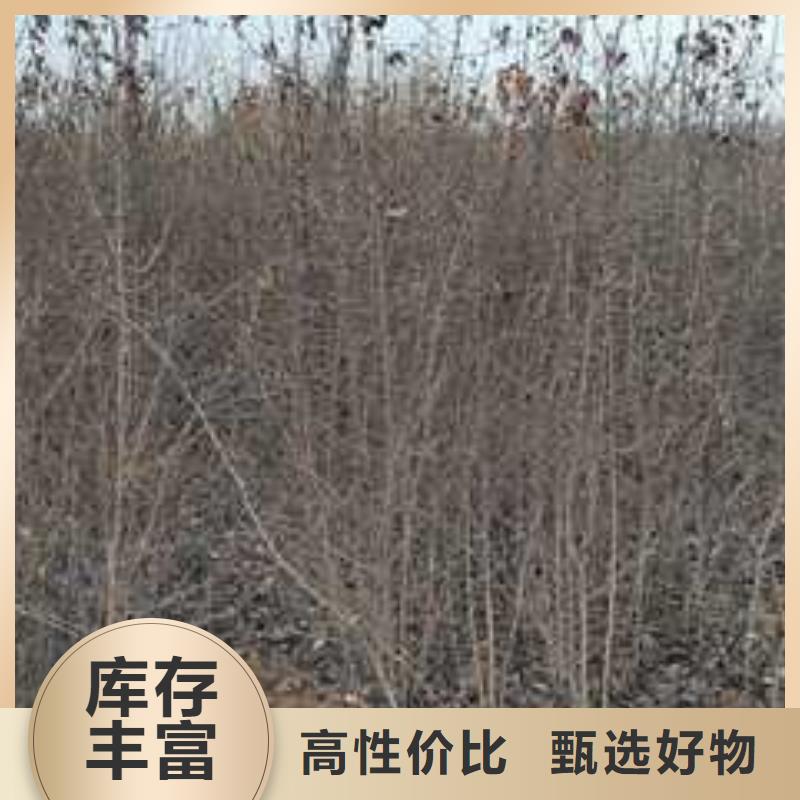 杜梨小苗怎么买