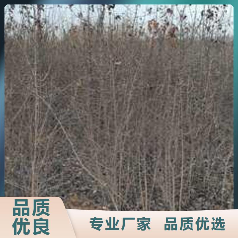 杜梨树苗一亩地种植利润