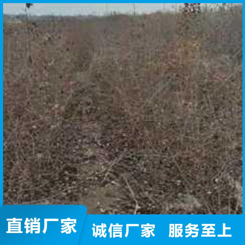 杜梨树苗种植基地