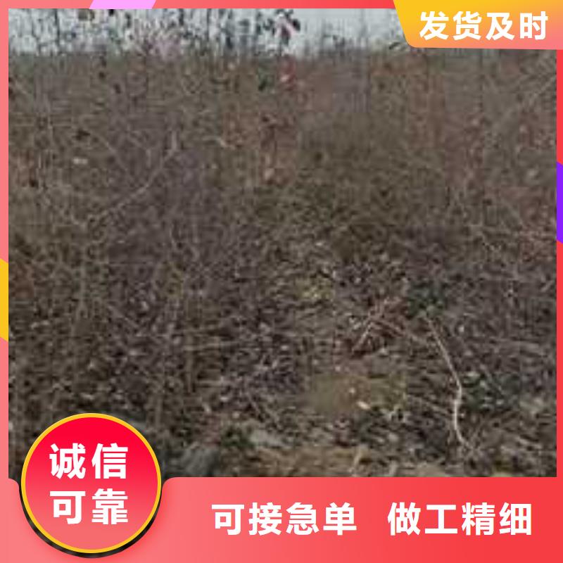 杜梨苗苗木基地