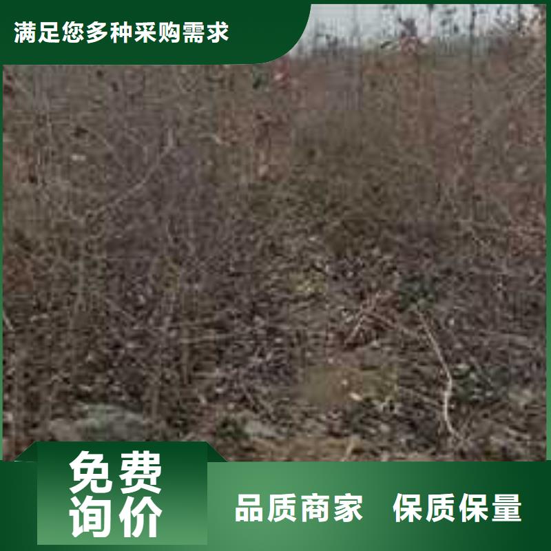 杜梨小苗基地图片