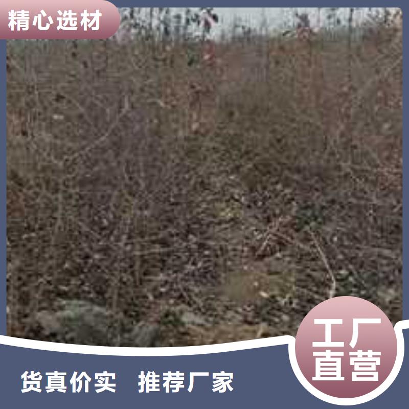 杜梨苗苗木基地