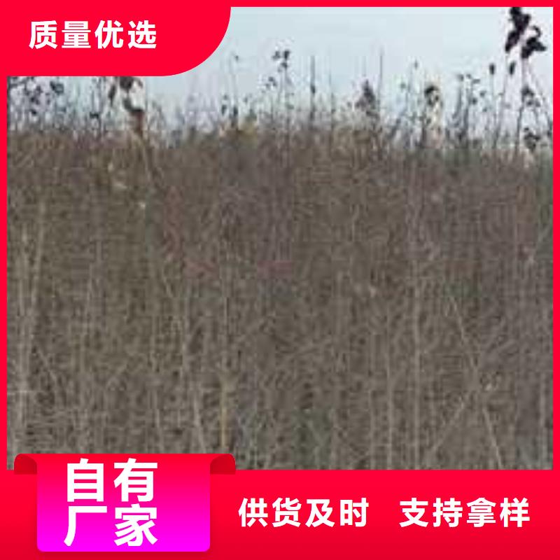 杜梨树苗批发价格