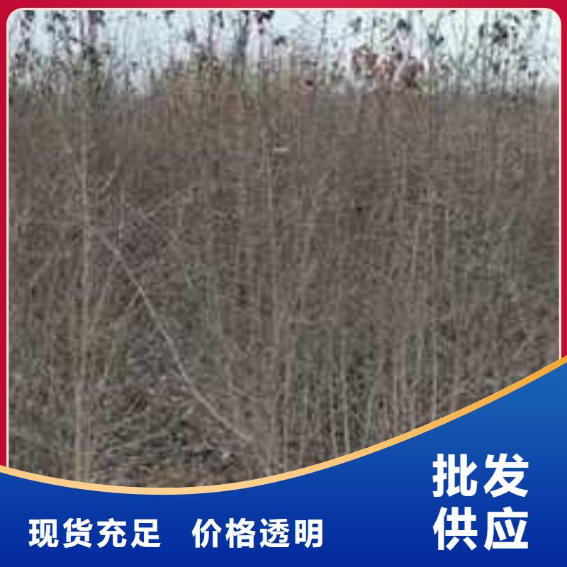 杜梨小苗种植方法