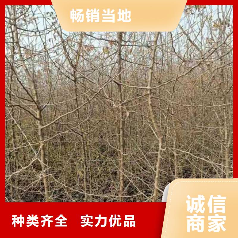 杜梨小苗价格