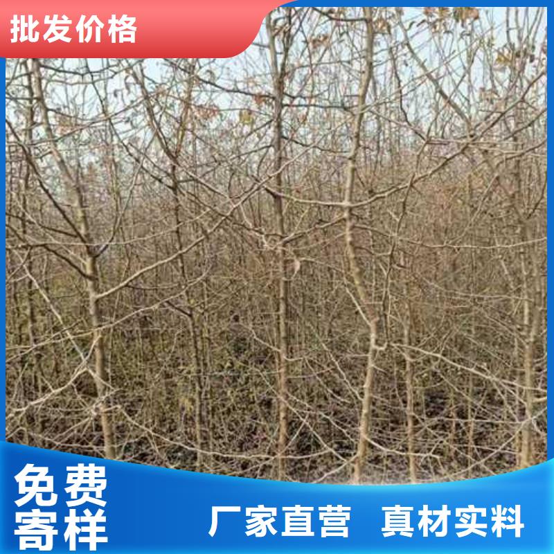 杜梨苗苗木基地