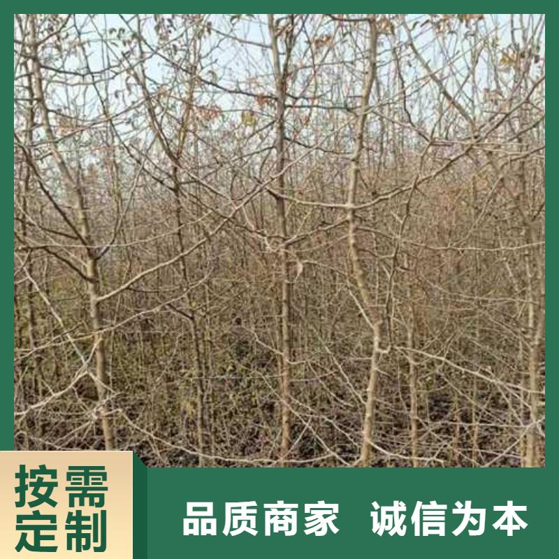 杜梨树苗种植时间