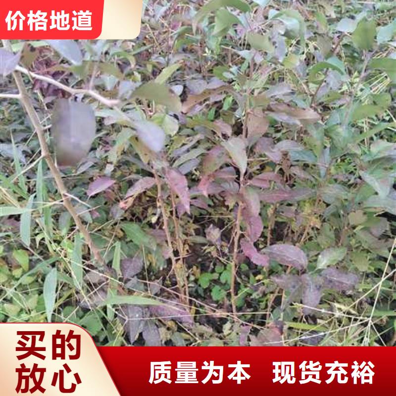 杜梨【梨树苗基地】使用寿命长久