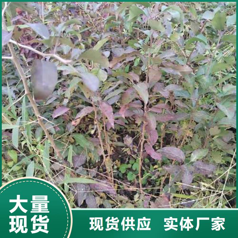 杜梨苗种植方法及时间