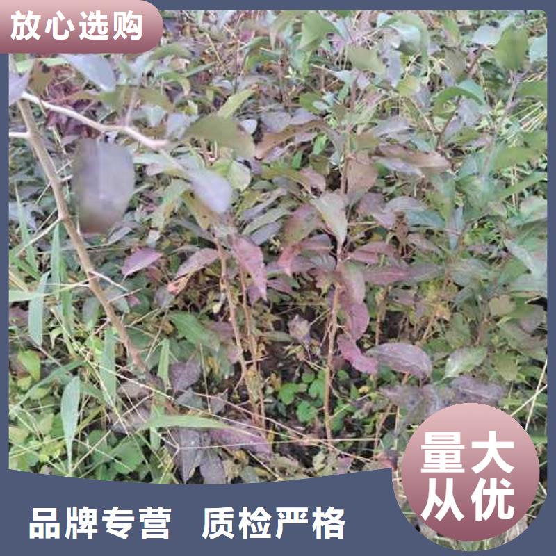 杜梨小苗种植方法