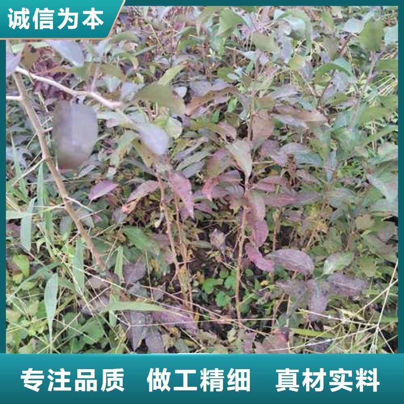 杜梨苗种植基地