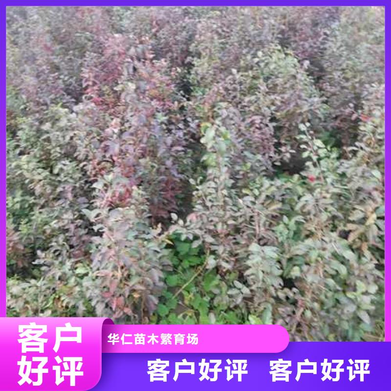 杜梨苗种植方法