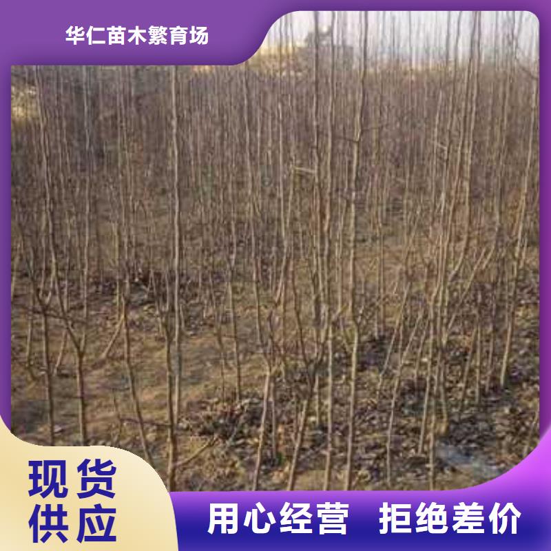 杜梨小苗种植基地