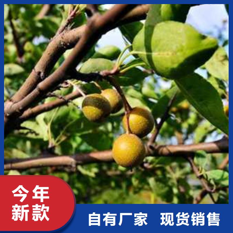 杜梨小苗种植方法及时间