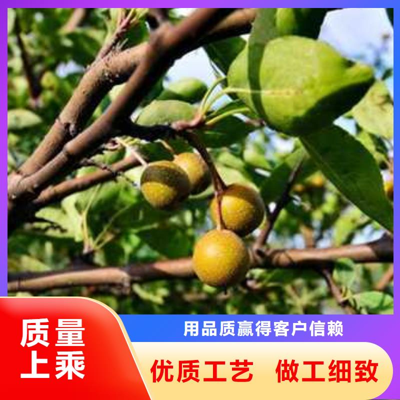 杜梨小苗种植方法