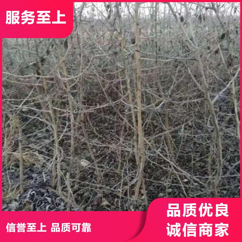 杜梨小苗生产基地